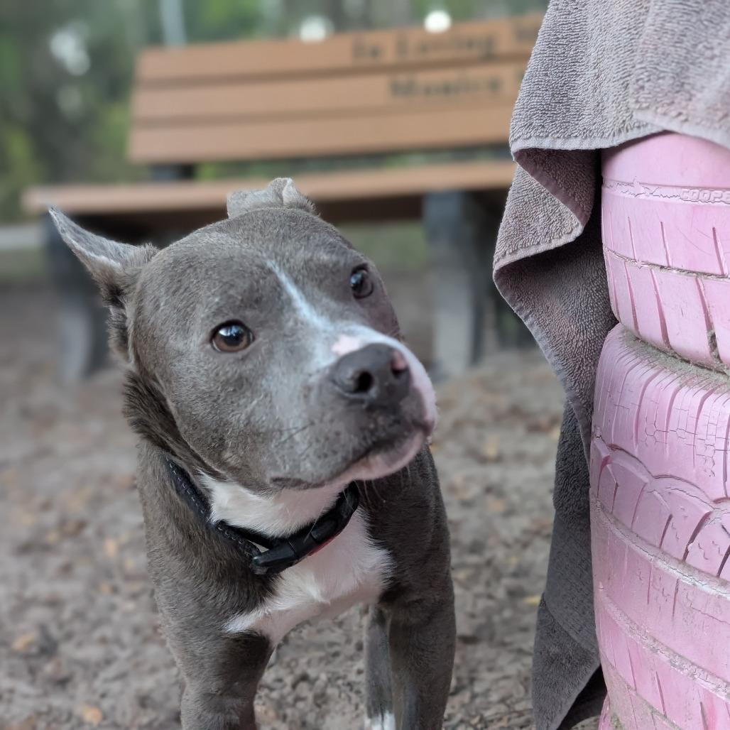 Enlarge Seanson 28271, a Adoptable mixed breed in Middleburg, FL image 4/5