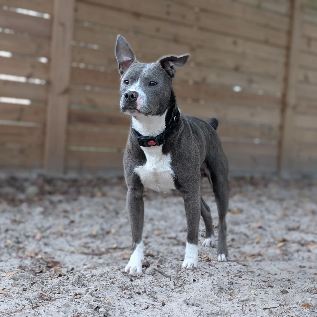 Enlarge Seanson 28271, a Adoptable mixed breed in Middleburg, FL image 5/5