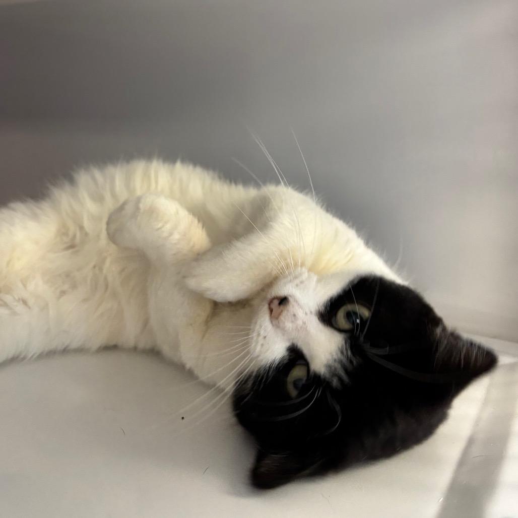 Fairy, Adoptable, Adult Female Domestic Short Hair.