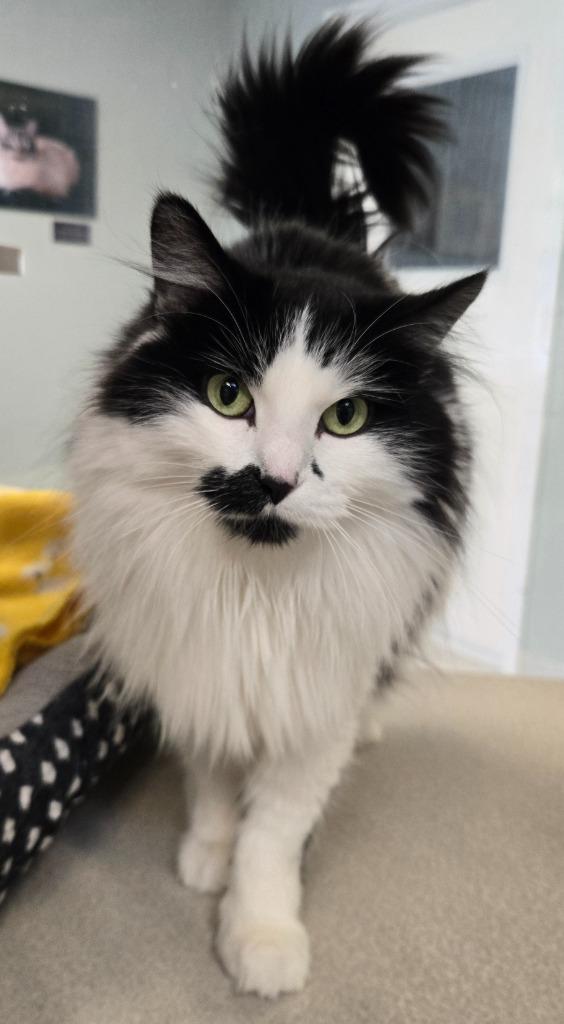Missi, a Adoptable mixed breed in Viroqua, WI image 1/4