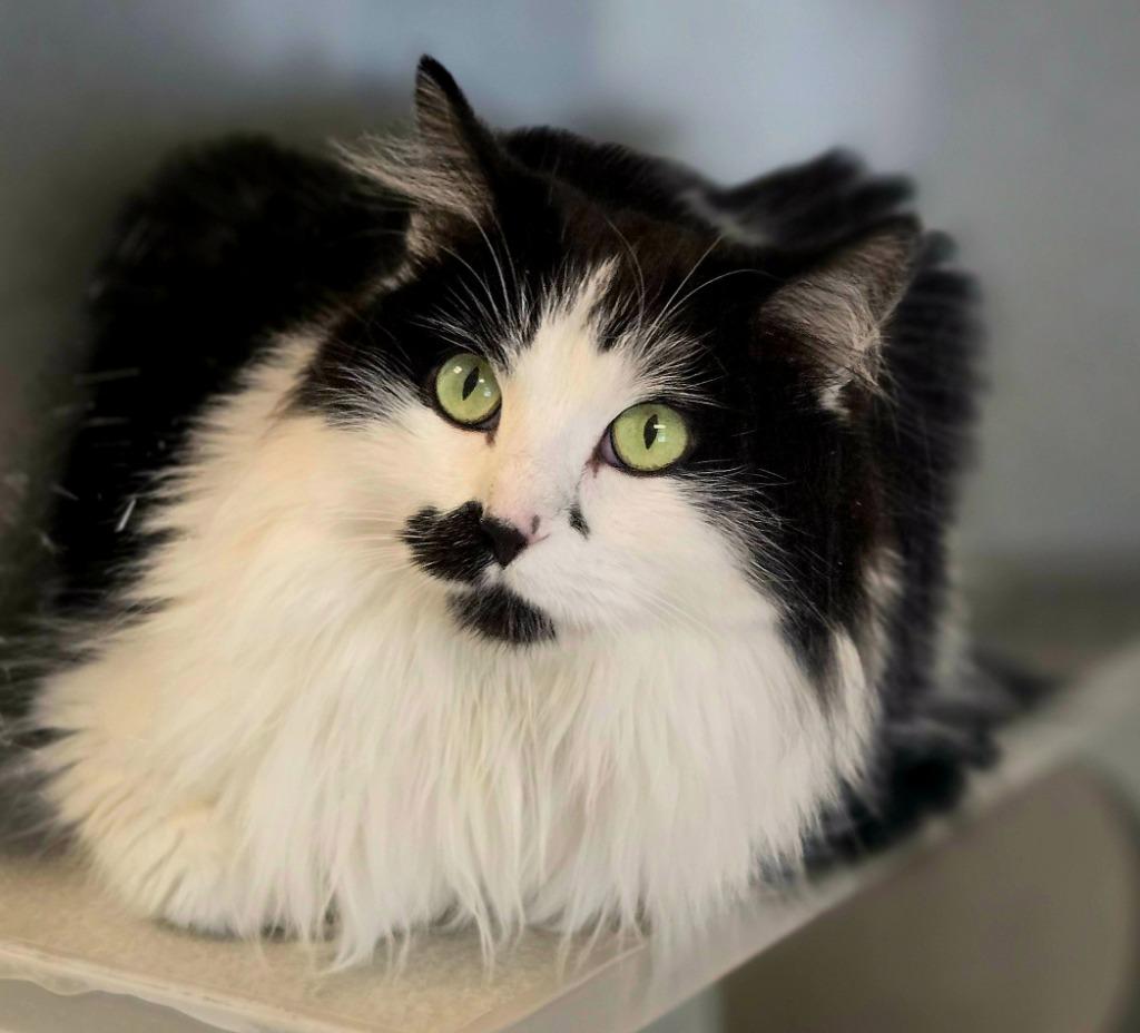 Missi, a Adoptable mixed breed in Viroqua, WI image 2/4