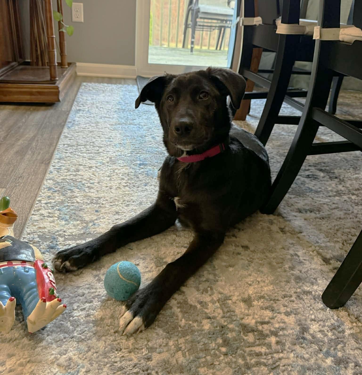 Sophie, a ADOPTABLE mixed breed in Mechanicsburg, PA image 2/6