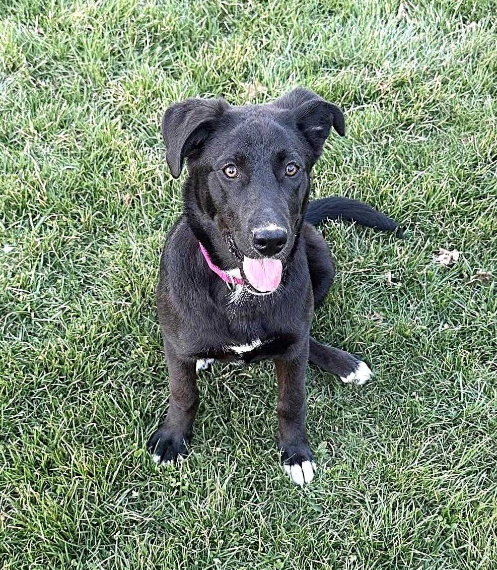 Sophie, a ADOPTABLE mixed breed in Mechanicsburg, PA image 4/6