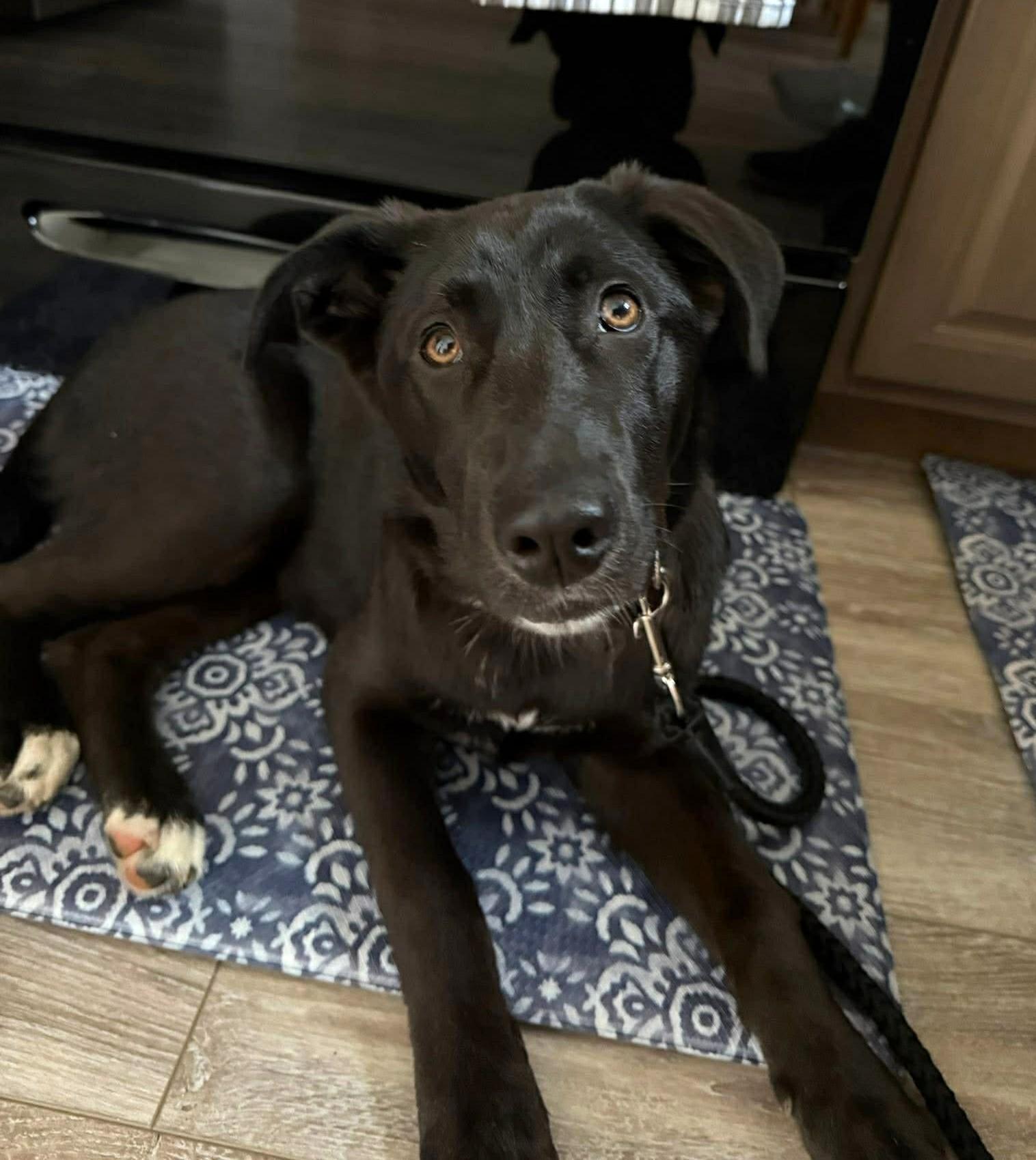 Sophie, a ADOPTABLE mixed breed in Mechanicsburg, PA image 3/6