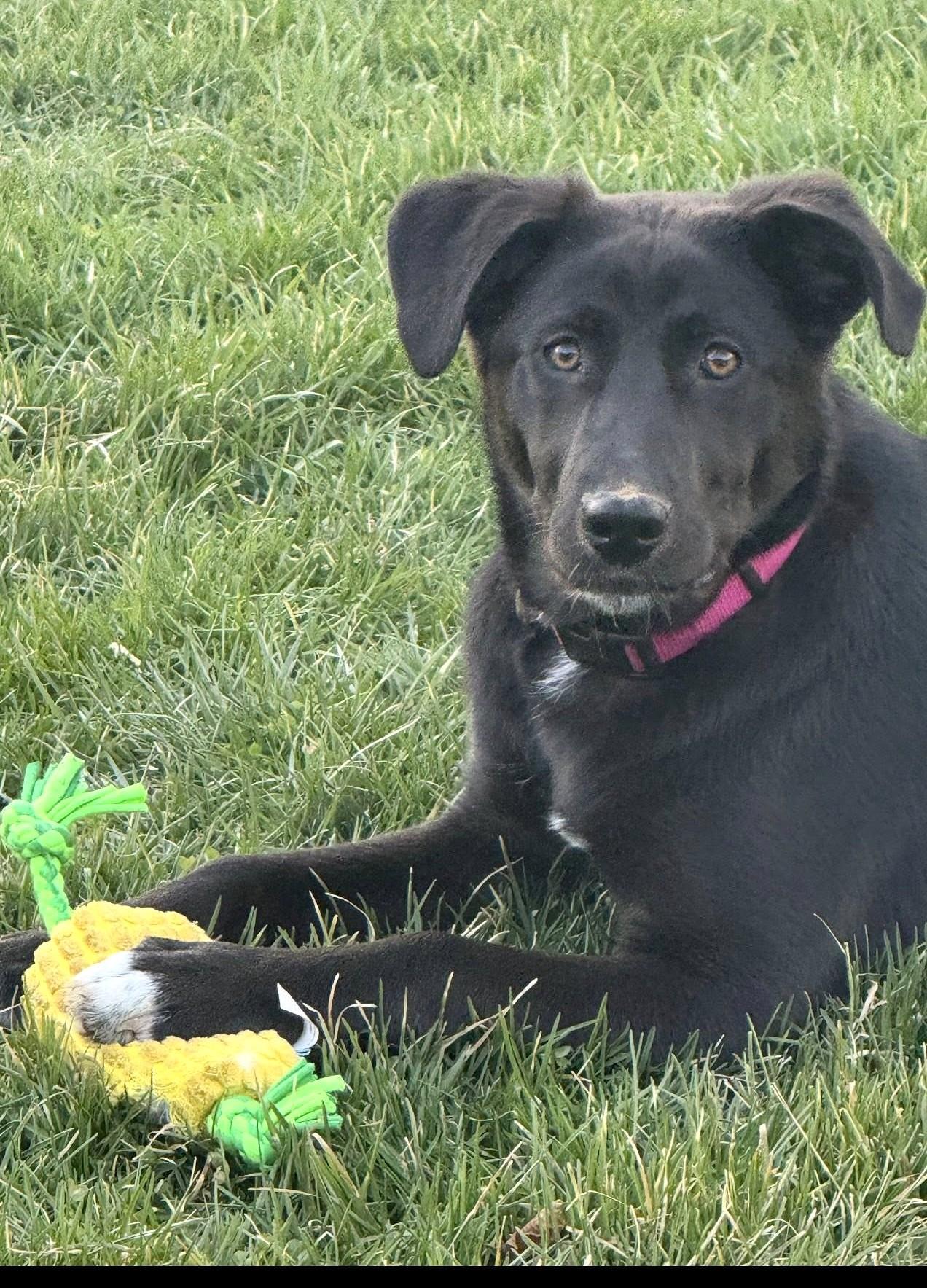 Sophie, a ADOPTABLE mixed breed in Mechanicsburg, PA image 5/6
