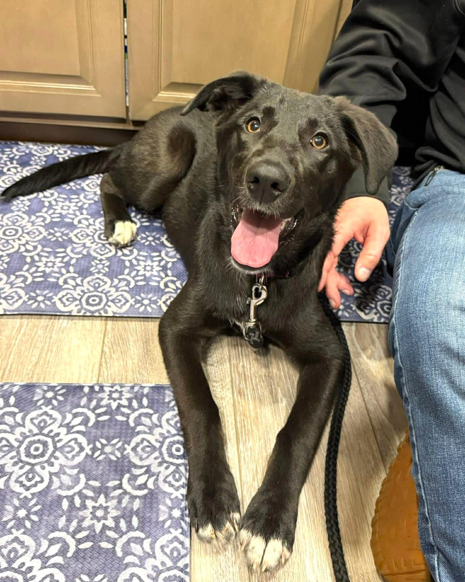 Sophie, ADOPTABLE, Puppy Female Labrador Retriever & Border Collie.