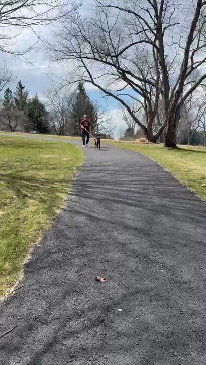 Enlarge Sophie, a ADOPTABLE mixed breed in Mechanicsburg, PA video 6/6