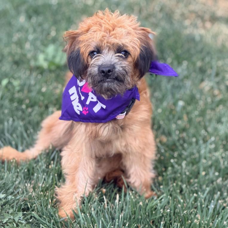 Malla, ADOPTABLE, Young Female Miniature Poodle & Mixed Breed.