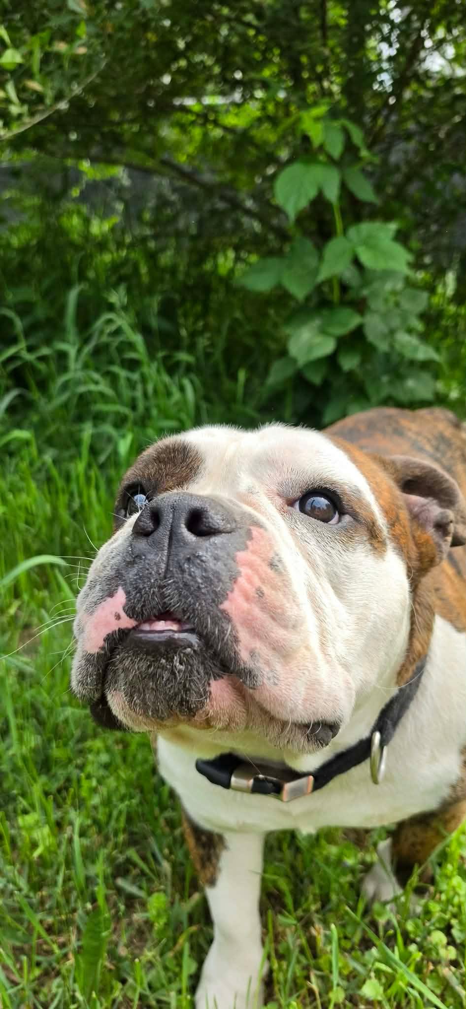 Enlarge Cabbage Roll, a Adoptable English Bulldog in Minneapolis, MN image 5/6
