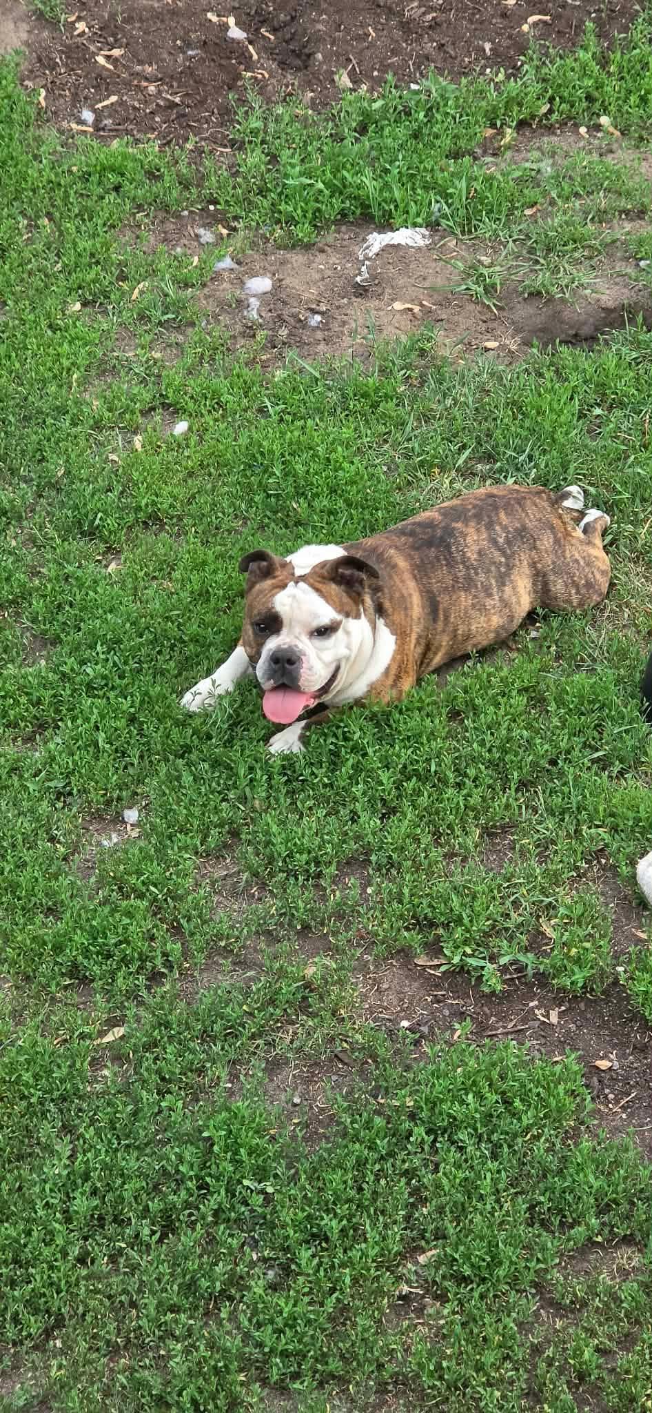 Enlarge Cabbage Roll, a Adoptable English Bulldog in Minneapolis, MN image 4/6