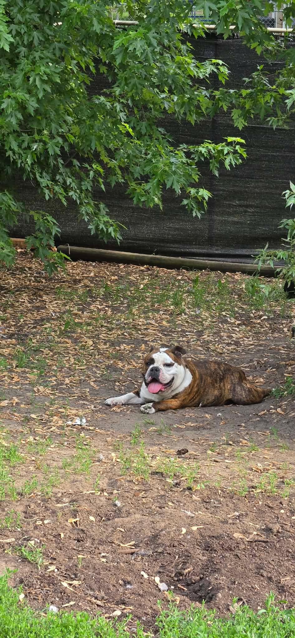 Enlarge Cabbage Roll, a Adoptable English Bulldog in Minneapolis, MN image 2/6