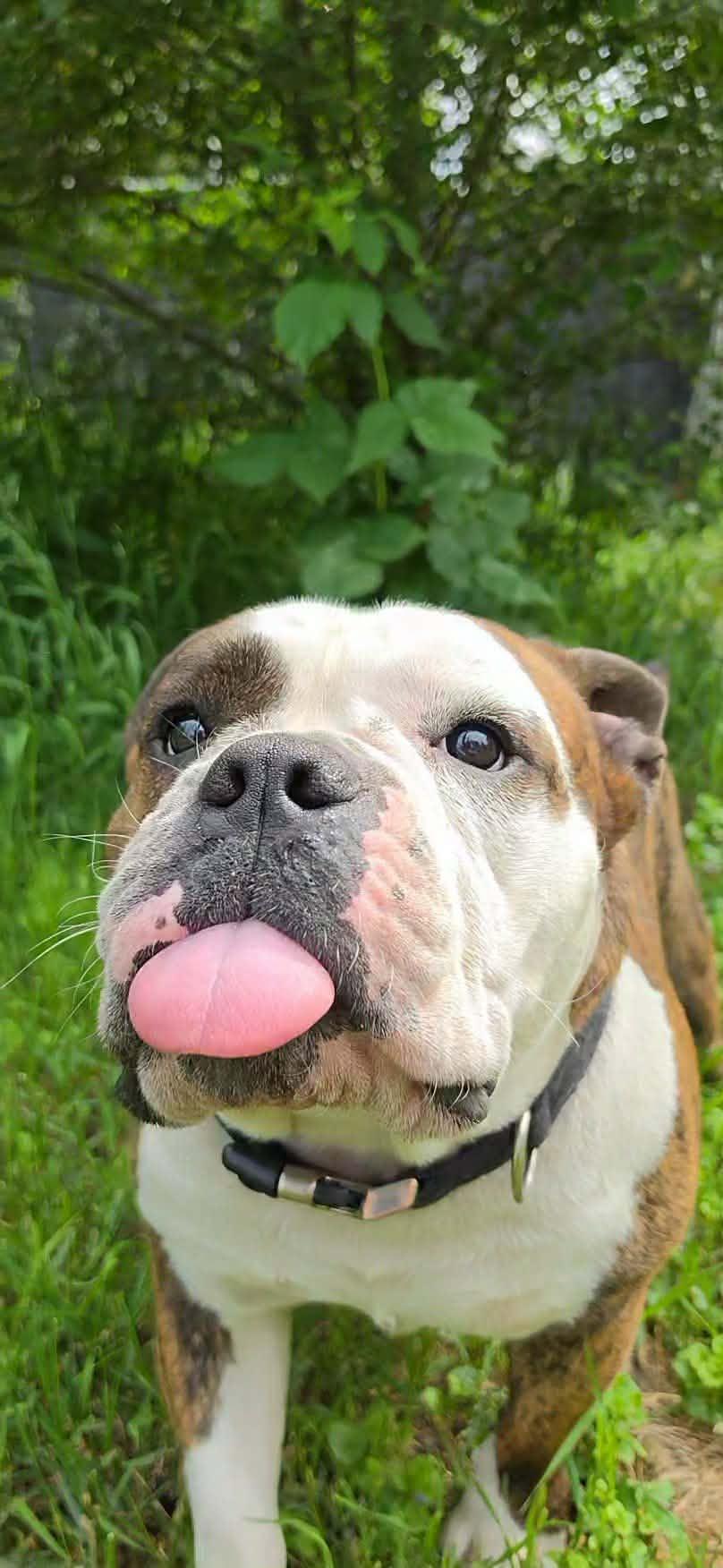 Cabbage Roll, Adoptable, Adult Male English Bulldog.