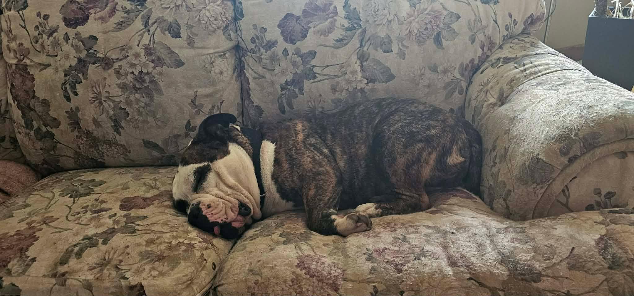 Enlarge Cabbage Roll, a Adoptable English Bulldog in Minneapolis, MN image 3/6