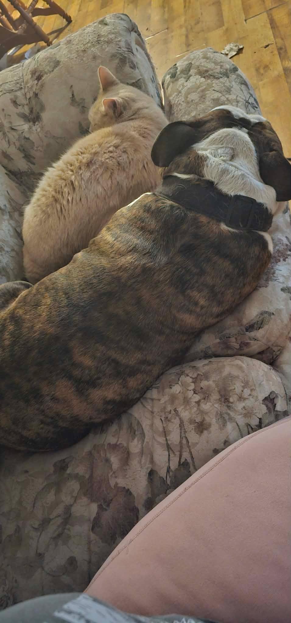 Enlarge Cabbage Roll, a Adoptable English Bulldog in Minneapolis, MN image 6/6
