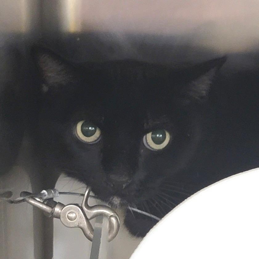 Chili Verde, Adoptable, Adult Female Domestic Short Hair.