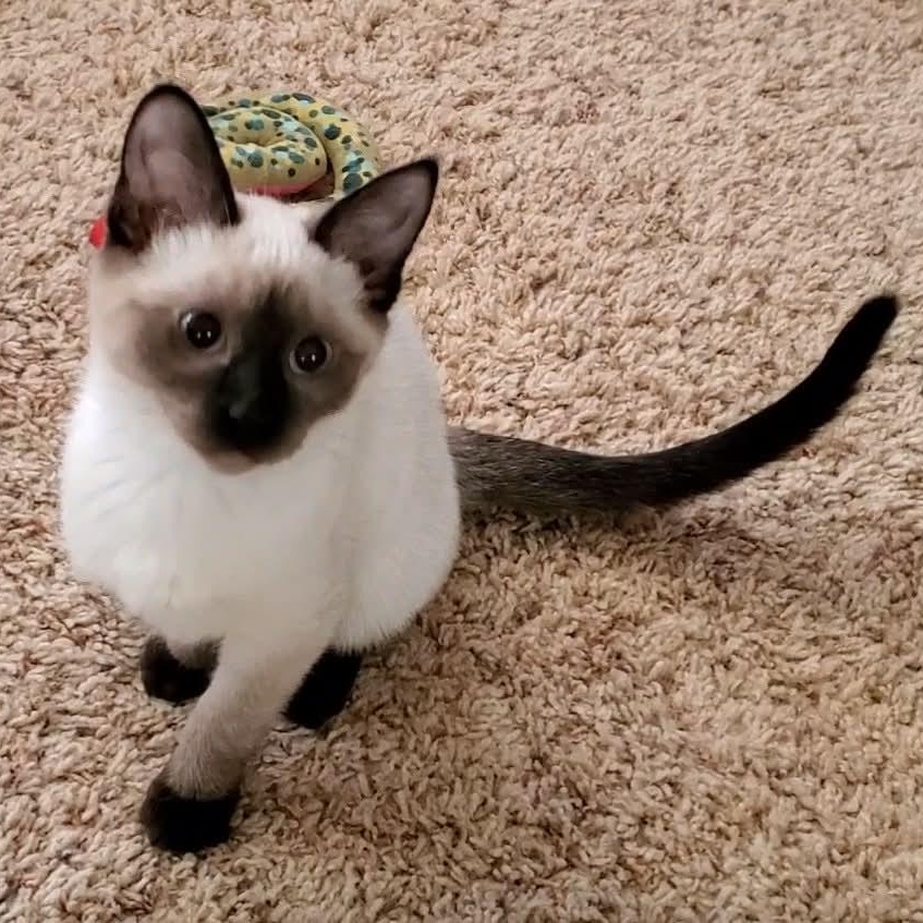 Betsy, ADOPTABLE, Kitten Female Domestic Short Hair & Siamese.