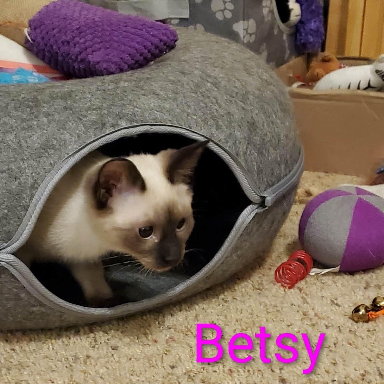 Enlarge Betsy, a ADOPTABLE mixed breed in Sedalia, MO image 4/4