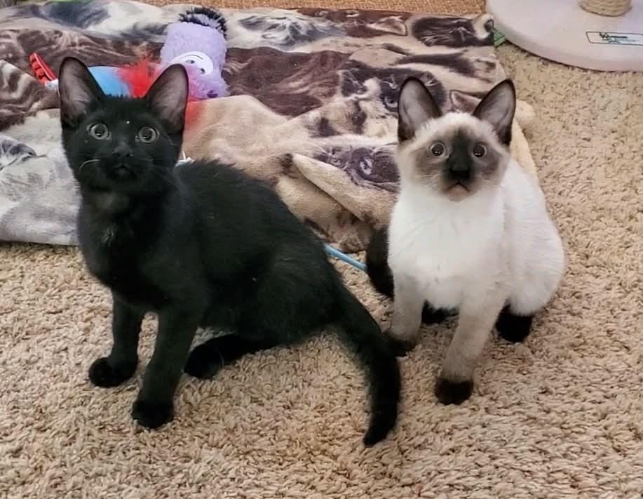 Enlarge Betsy, a ADOPTABLE mixed breed in Sedalia, MO image 2/4