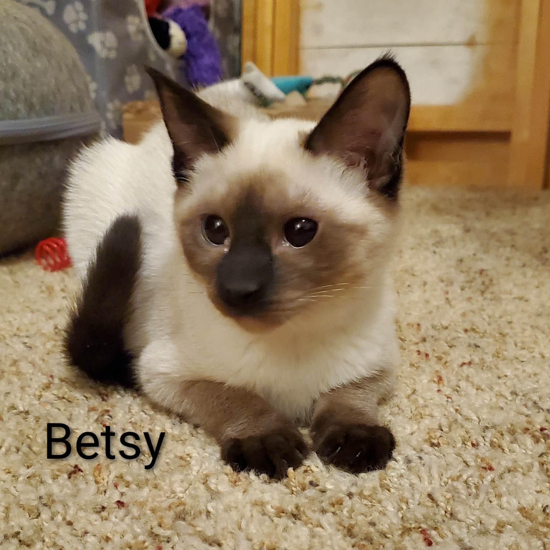 Enlarge Betsy, a ADOPTABLE mixed breed in Sedalia, MO image 3/4