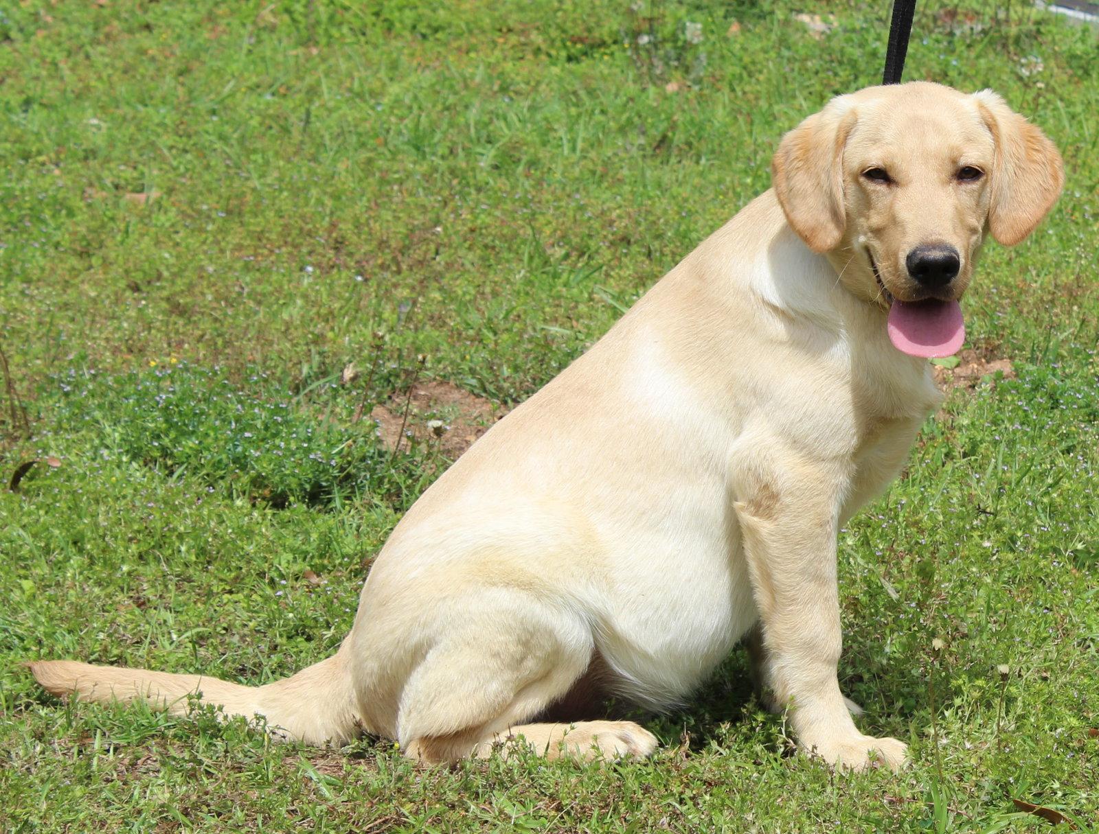 Enlarge Louie 43345, a Adopted Yellow Labrador Retriever in Prattville, AL image 1/3