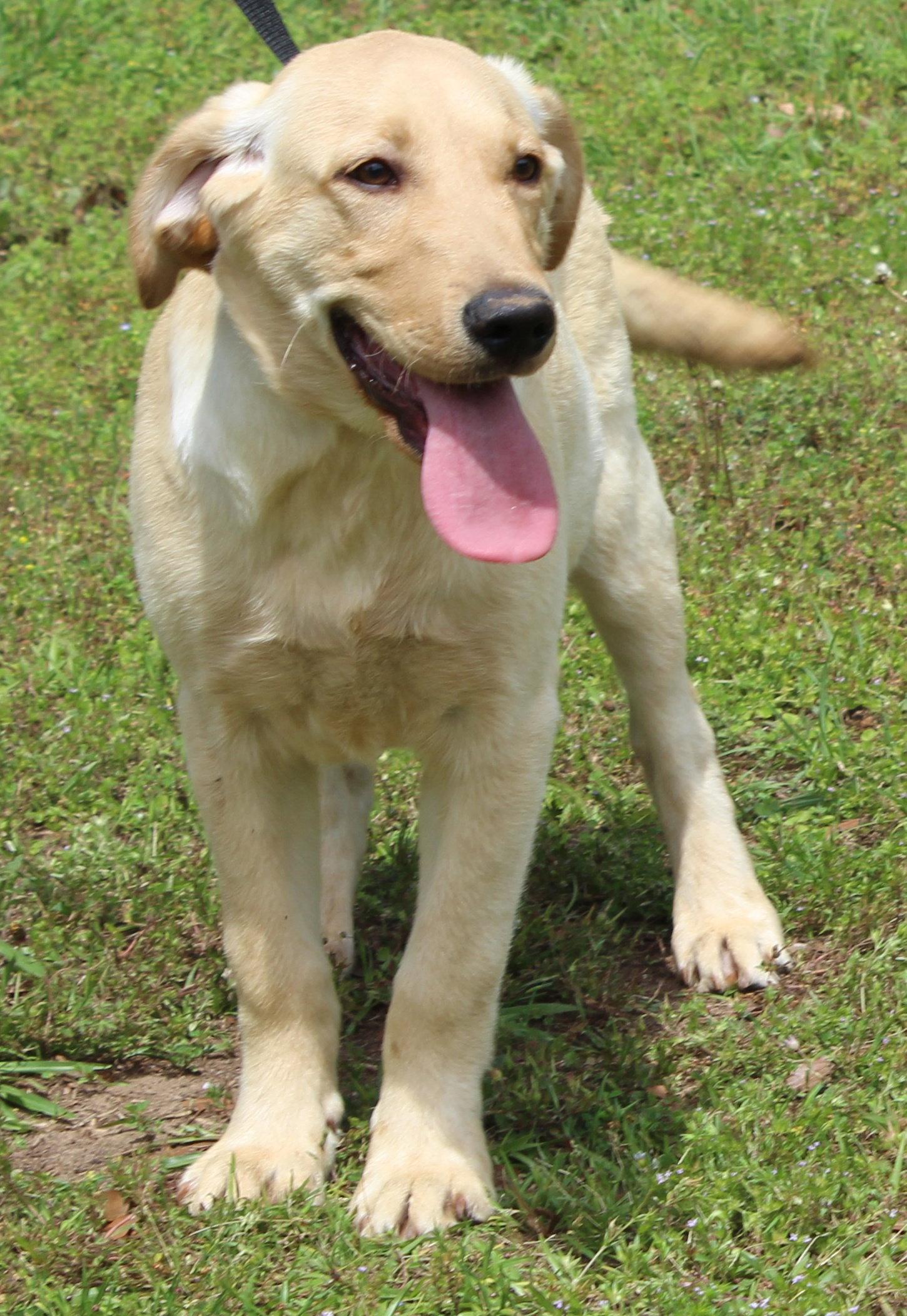 Enlarge Louie 43345, a Adopted Yellow Labrador Retriever in Prattville, AL image 2/3