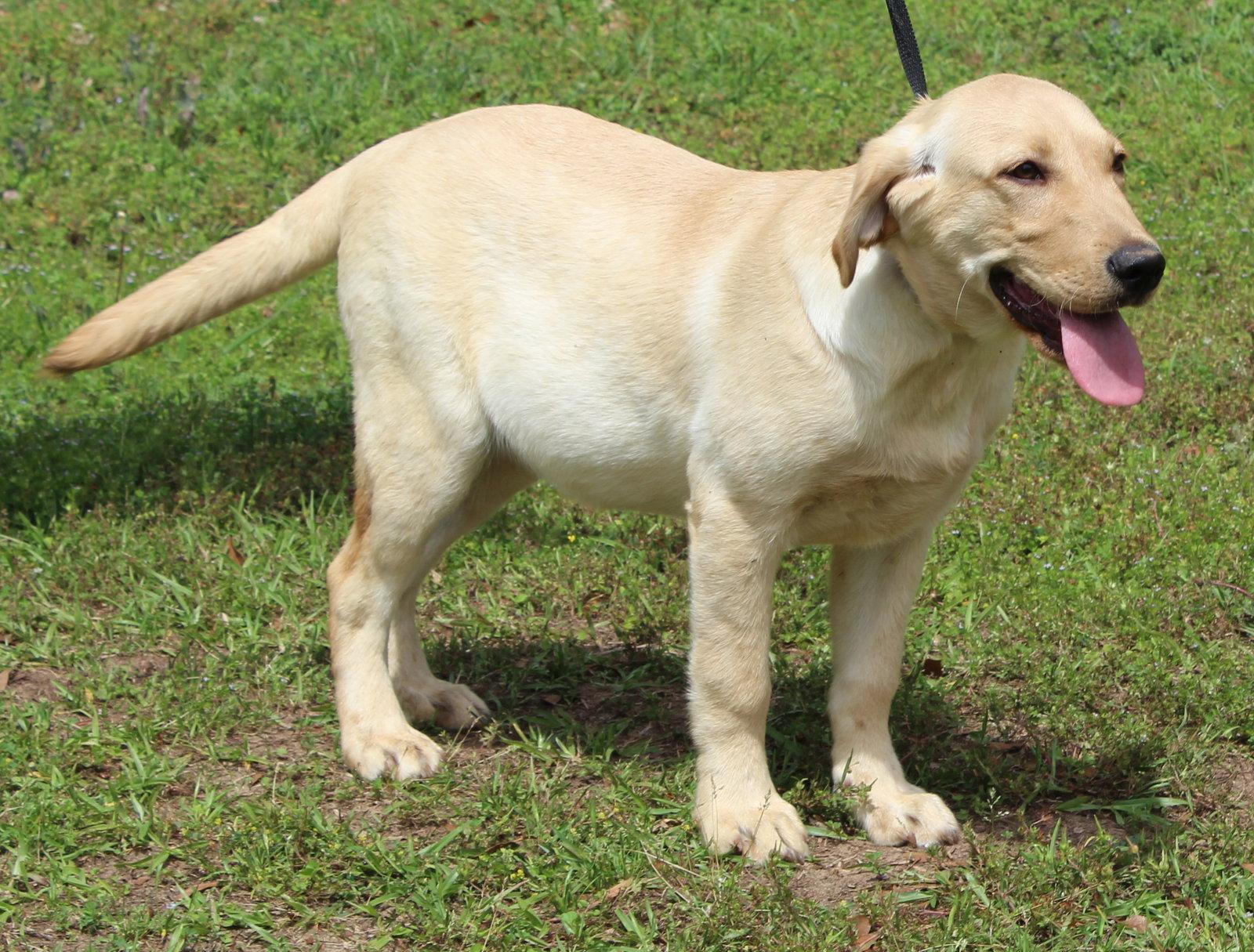 Enlarge Louie 43345, a Adopted Yellow Labrador Retriever in Prattville, AL image 3/3