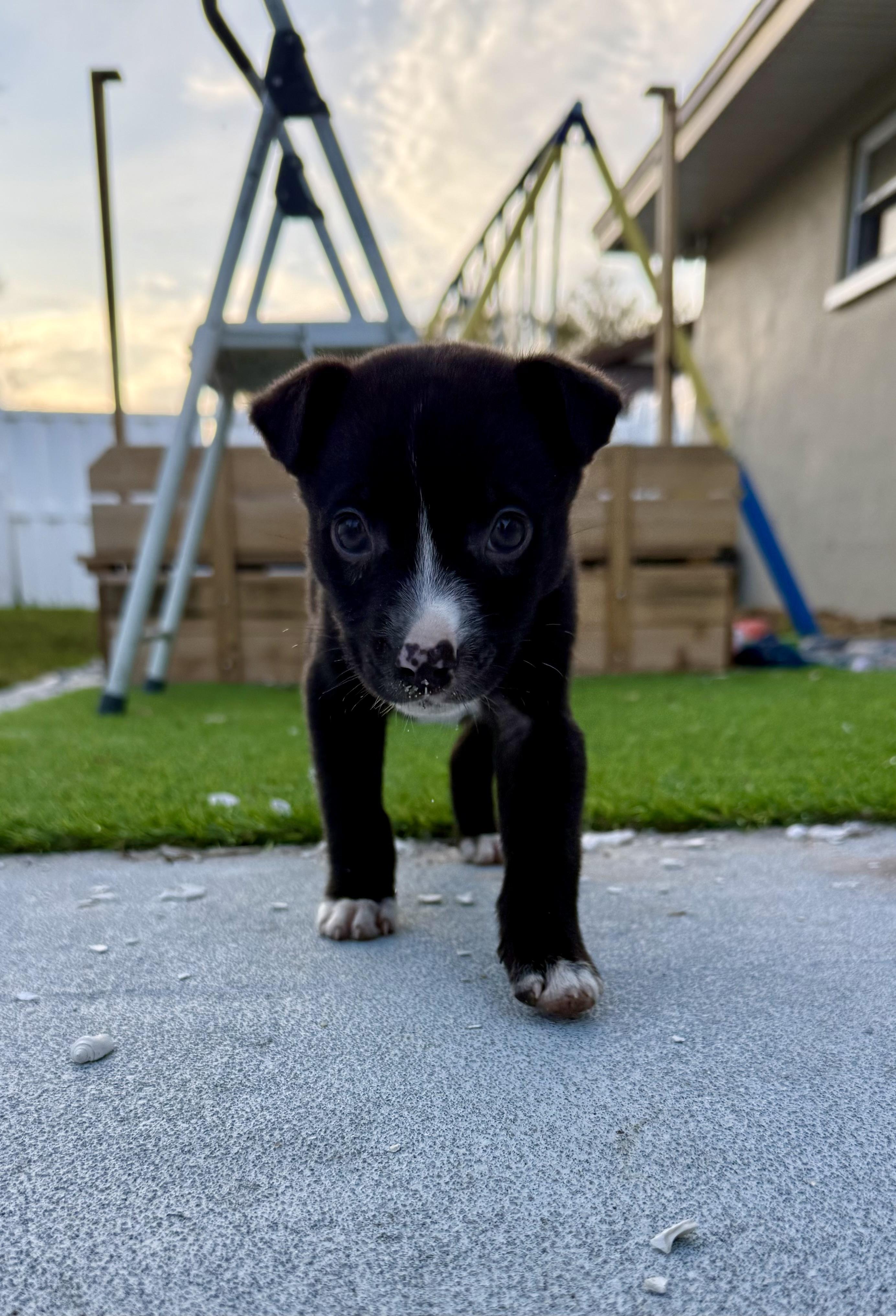 Boots, ADOPTABLE, Puppy Male Border Collie.