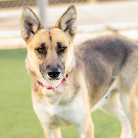 Enlarge NYX, a Adoptable German Shepherd Dog in Camarillo, CA image 2/2