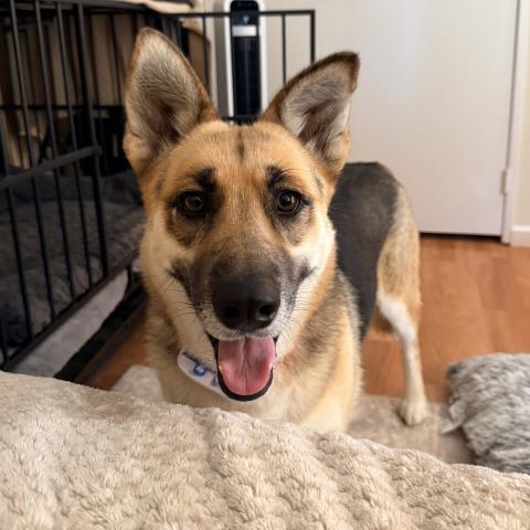 NYX, Adoptable, Adult Female German Shepherd Dog.
