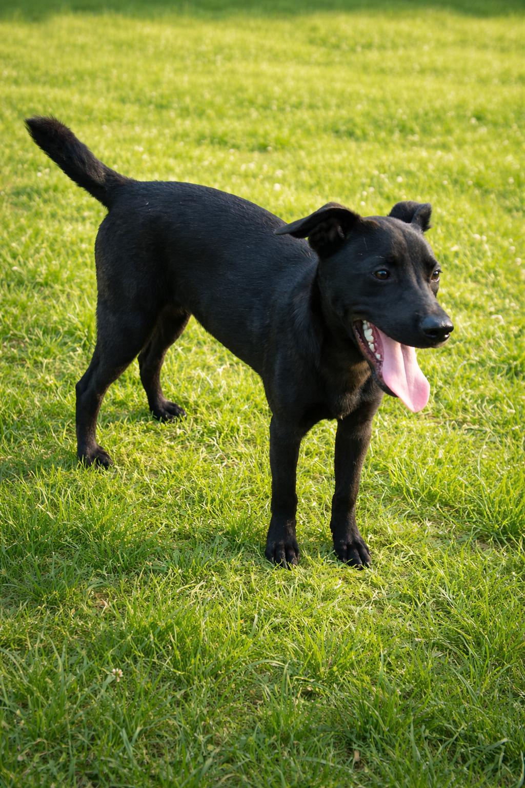 Francoise, a Adoptable Labrador Retriever in The Woodlands, TX image 1/3