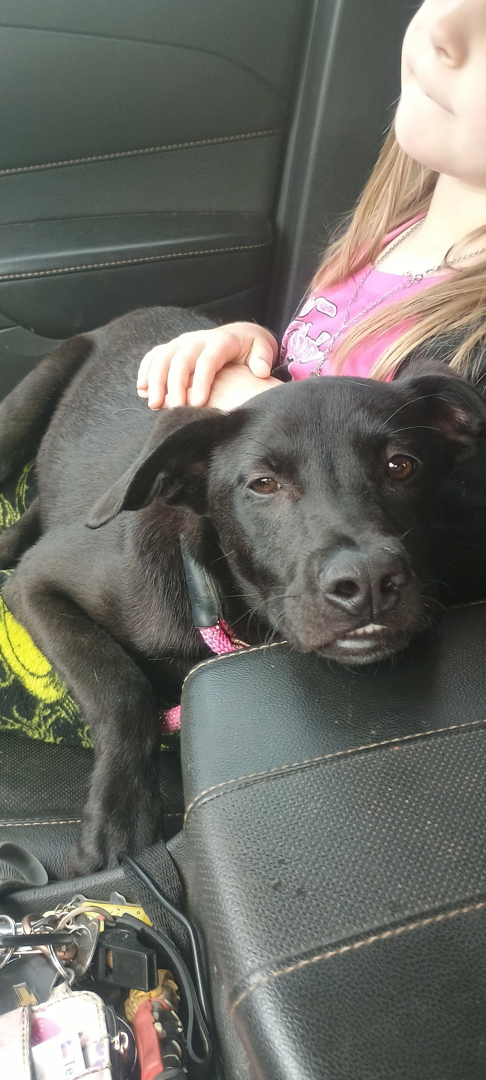 Francoise, Adoptable, Young Male Labrador Retriever.