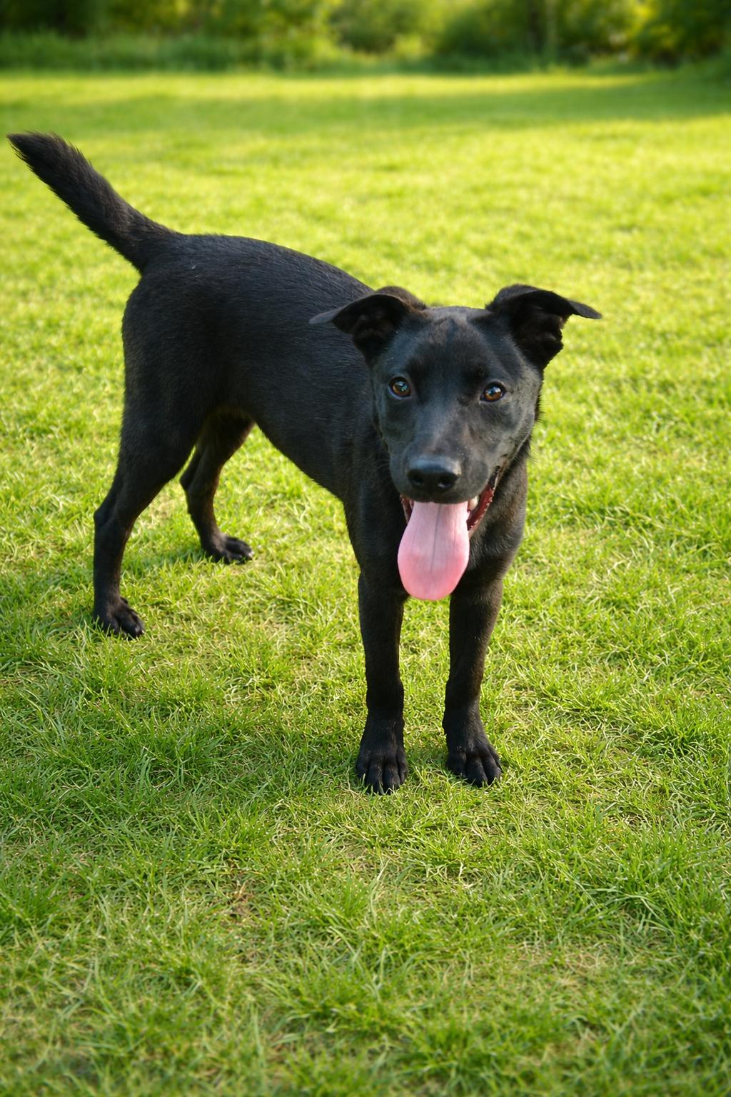 Francoise, a Adoptable Labrador Retriever in The Woodlands, TX image 3/3