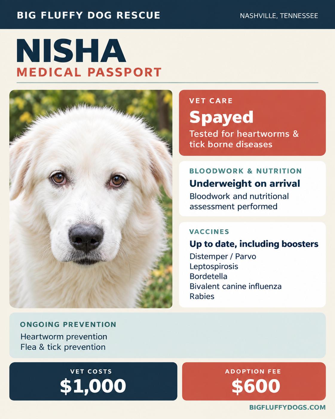 Enlarge Nisha, a Adopted mixed breed in Nashville, TN image 4/4