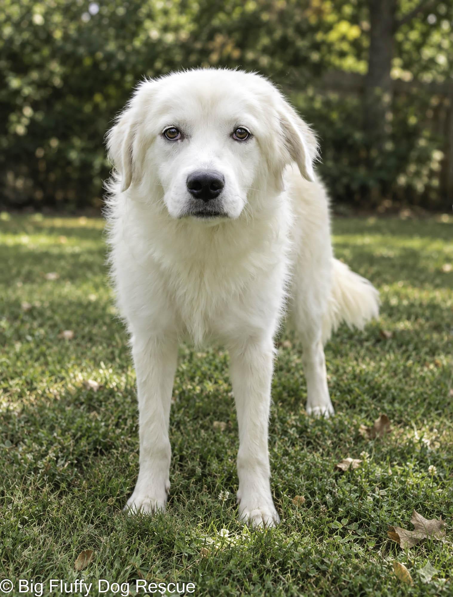 Enlarge Nisha, a Adopted mixed breed in Nashville, TN image 2/4