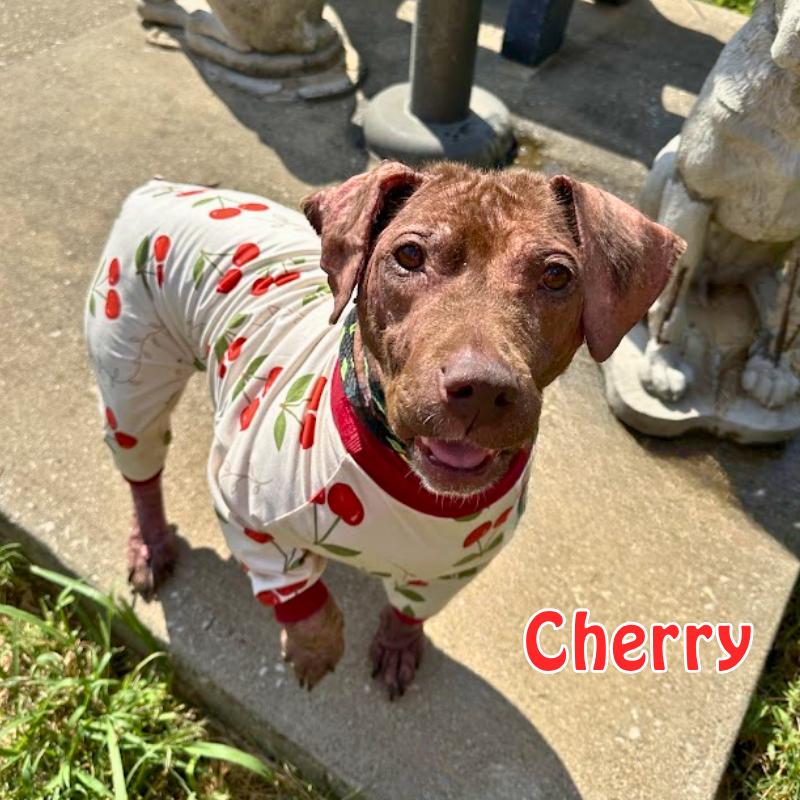 Cherry, Adoptable, Adult Female Shar-Pei.