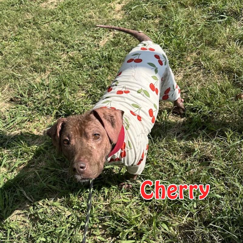 Cherry, a Adoptable Shar-Pei in Oak Ridge, TN image 2/3