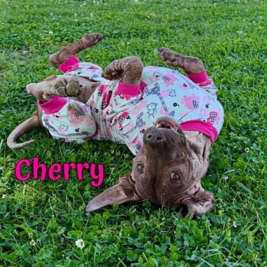 Cherry, a Adoptable Shar-Pei in Oak Ridge, TN image 3/3