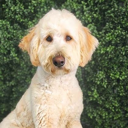 Leo, ADOPTABLE, Adult Male Goldendoodle.