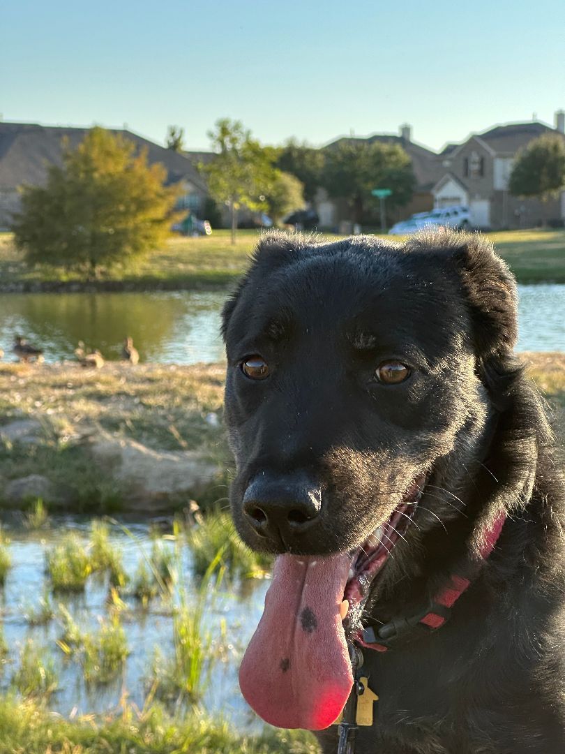 Lucy Belle (CP)