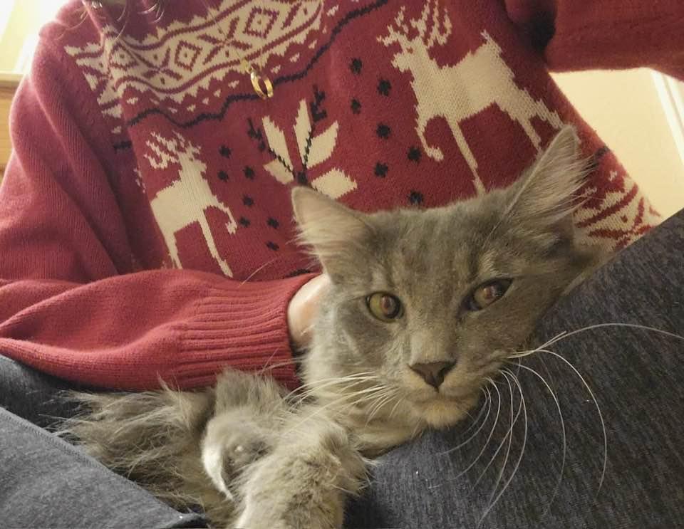 Enlarge Misty, a Adopted mixed breed in Cordova, TN image 2/4