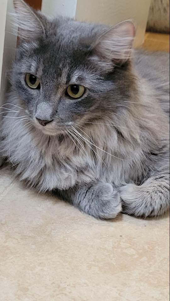 Misty, Adopted, Young Female Domestic Short Hair & Tabby.