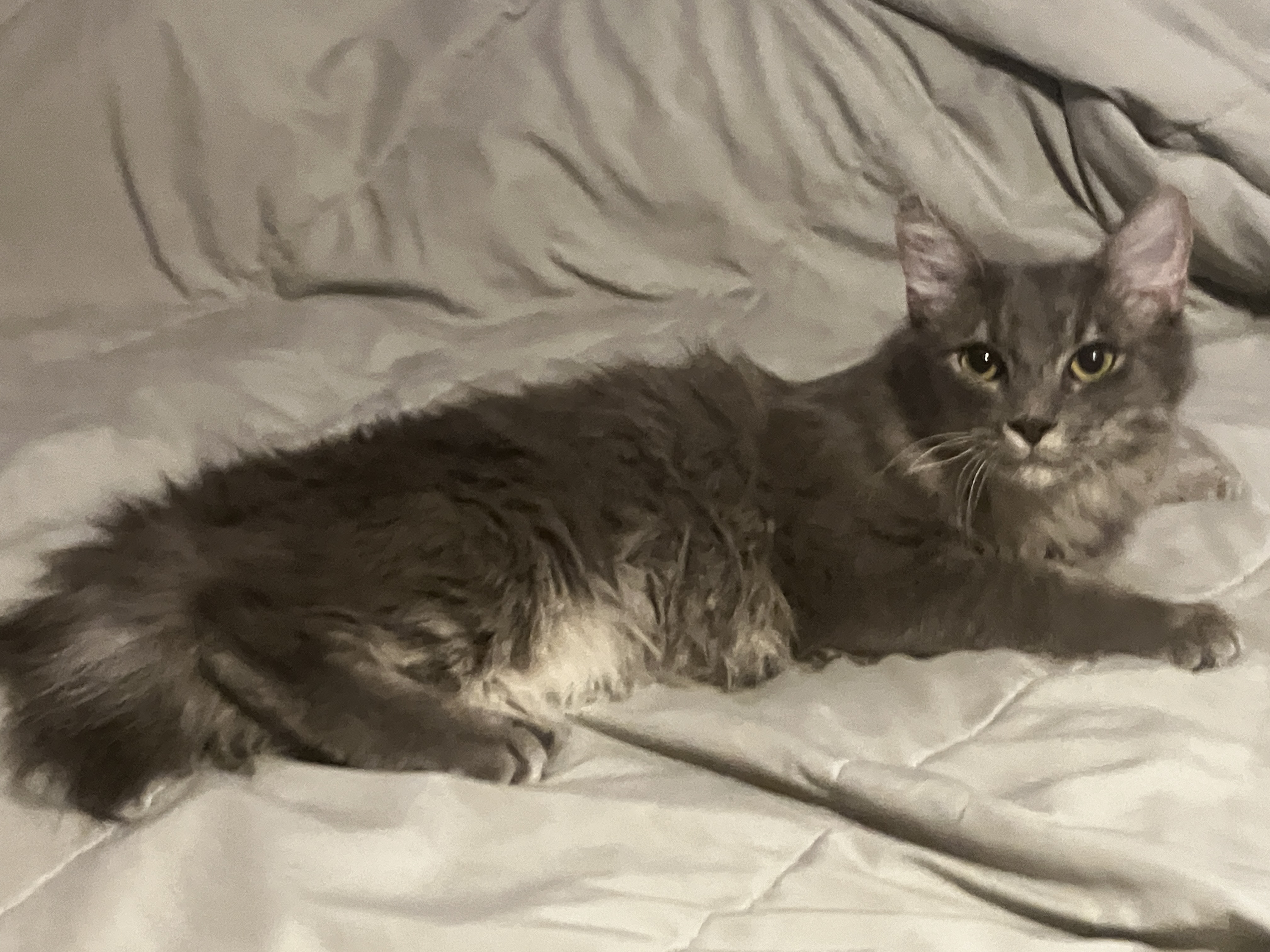 Enlarge Misty, a Adopted mixed breed in Cordova, TN image 4/4