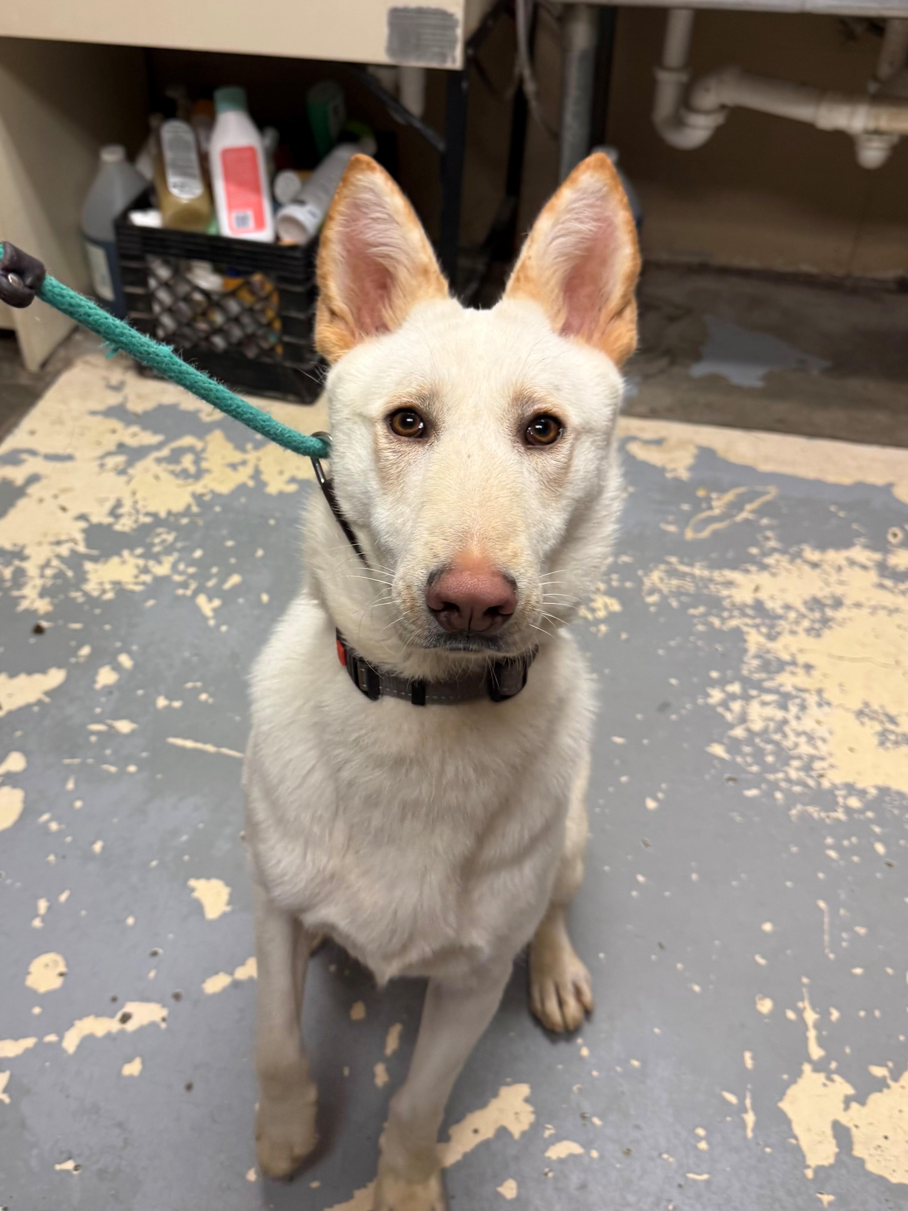 Joe , ADOPTABLE, Young Male Shepherd.