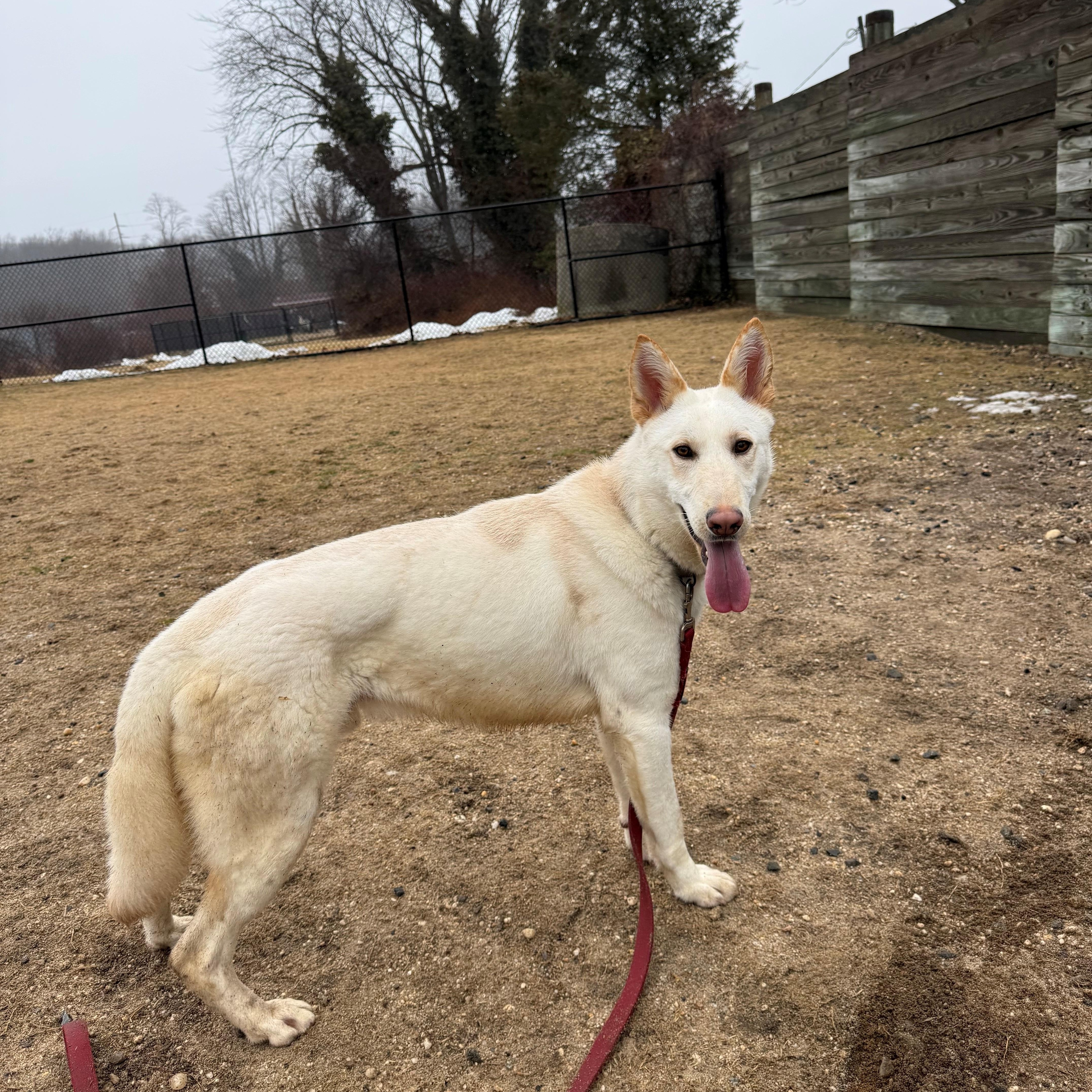 Enlarge Joe , a ADOPTABLE mixed breed in East Northport, NY image 1/2
