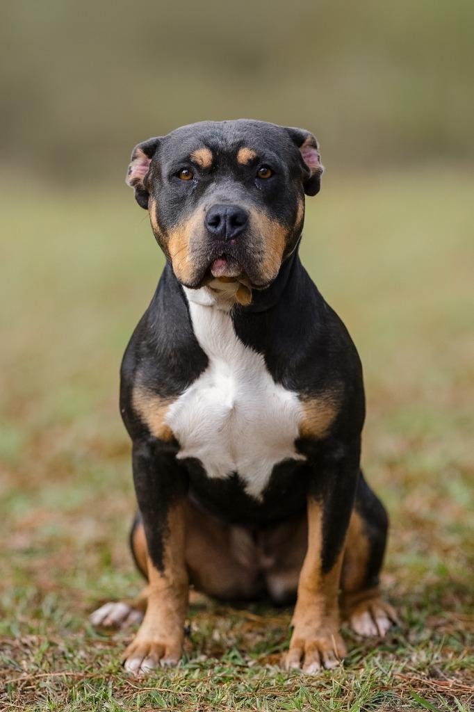 Missy, Adopted, Adult Female Staffordshire Bull Terrier & Pit Bull Terrier.