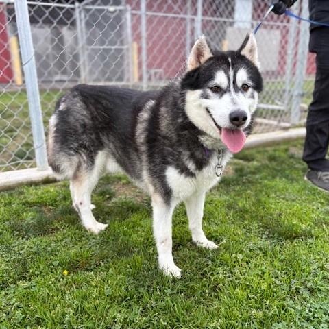 Enlarge NEPTUNE, a Adoptable Husky in Delano, CA image 2/5