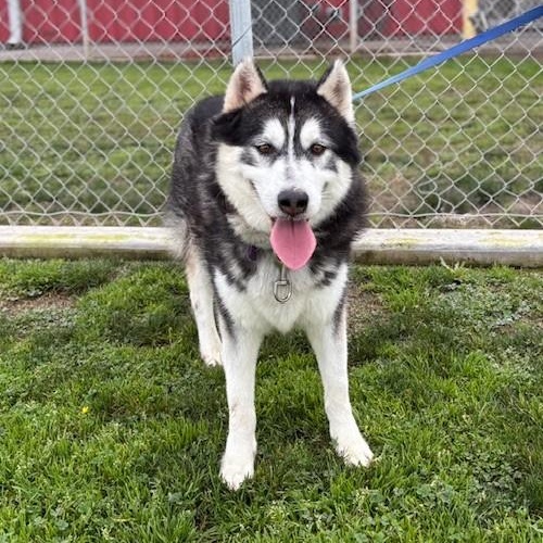 NEPTUNE, Adoptable, Adult Male Husky.
