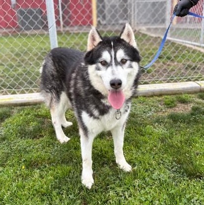 Enlarge NEPTUNE, a Adoptable Husky in Delano, CA image 3/5