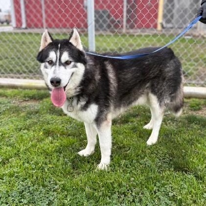 Enlarge NEPTUNE, a Adoptable Husky in Delano, CA image 4/5
