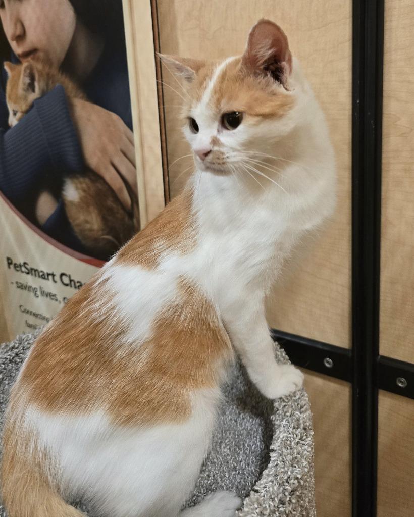Enlarge Mary, a Adopted mixed breed in Rowlett, TX image 5/5